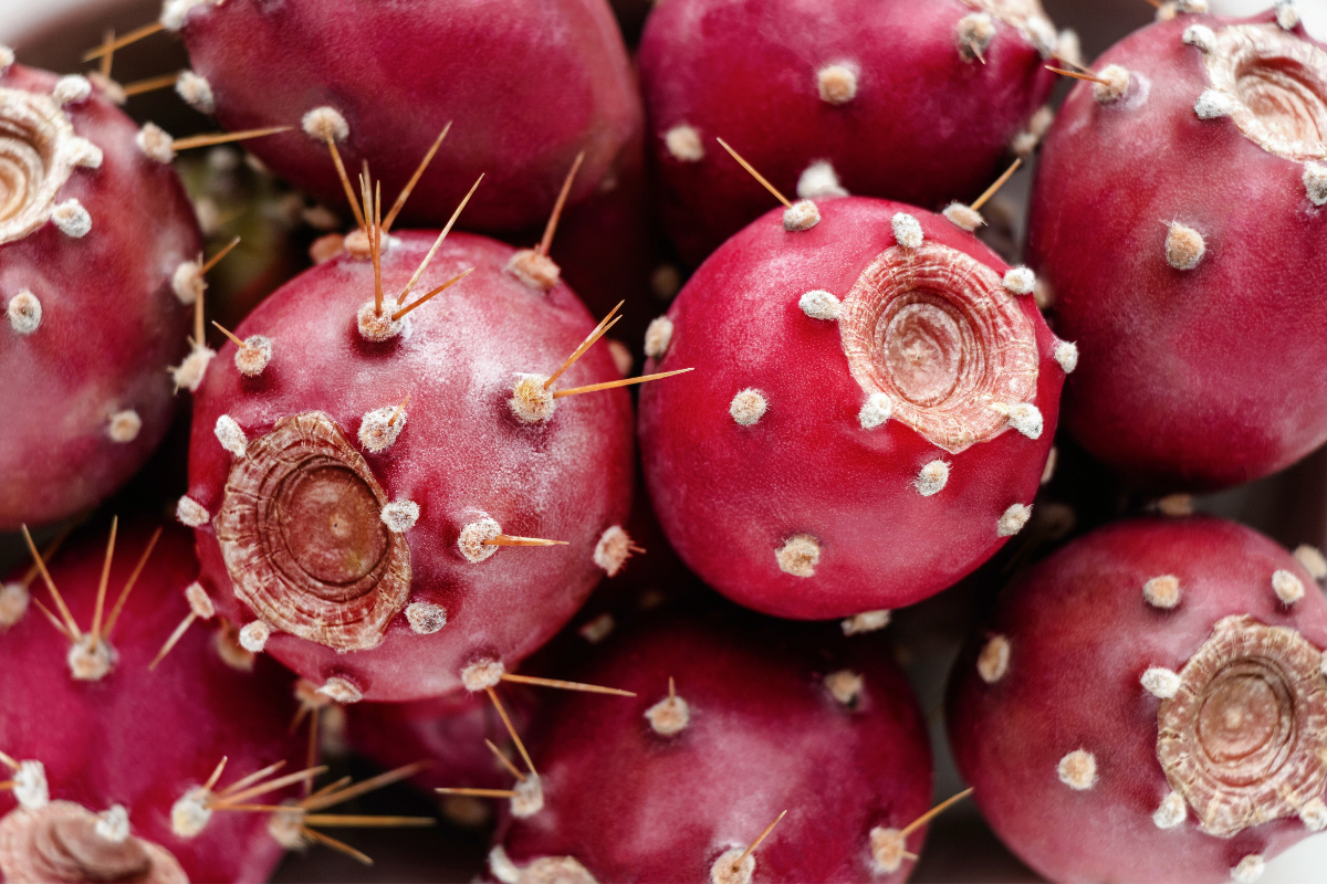 Bright prickly pear cactus fruit (Opuntia ficus-indica) growing on a cactus plant, the natural source of prickly pear seed oil used in luxury skincare for hydration, antioxidants, and vitamin E.