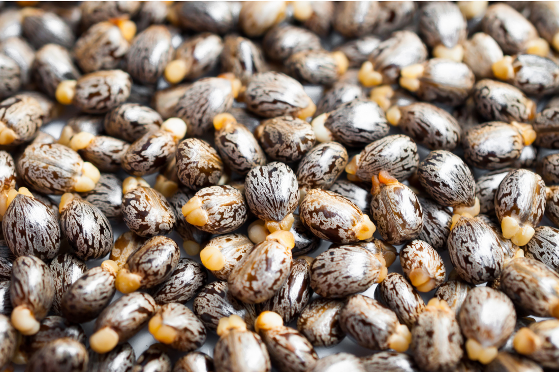 Close-up of castor seeds from the castor oil plant (Ricinus communis), the raw botanical source used to produce nourishing castor oil for hair growth, skin care, and natural beauty products.