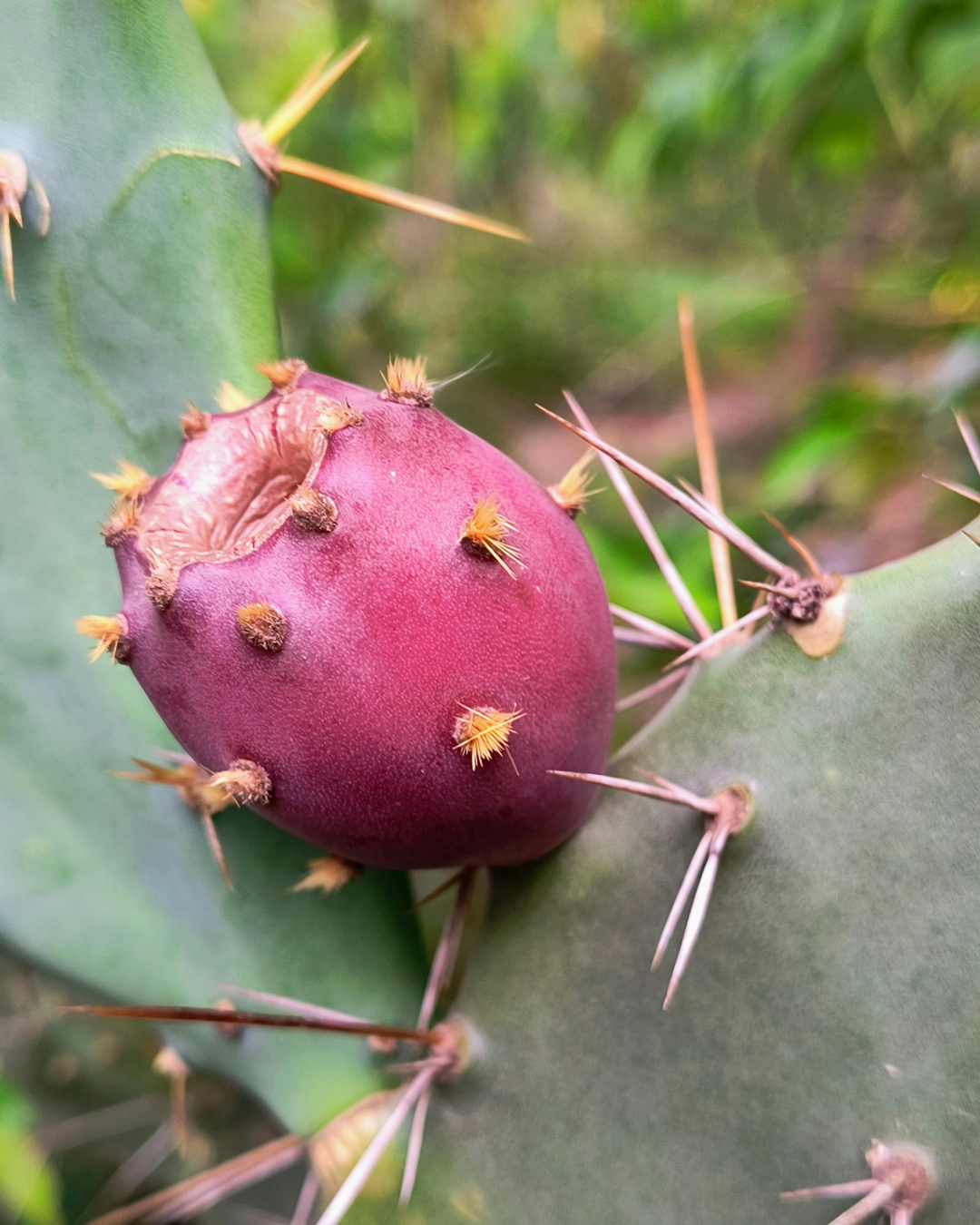 Prickly Pear Oil